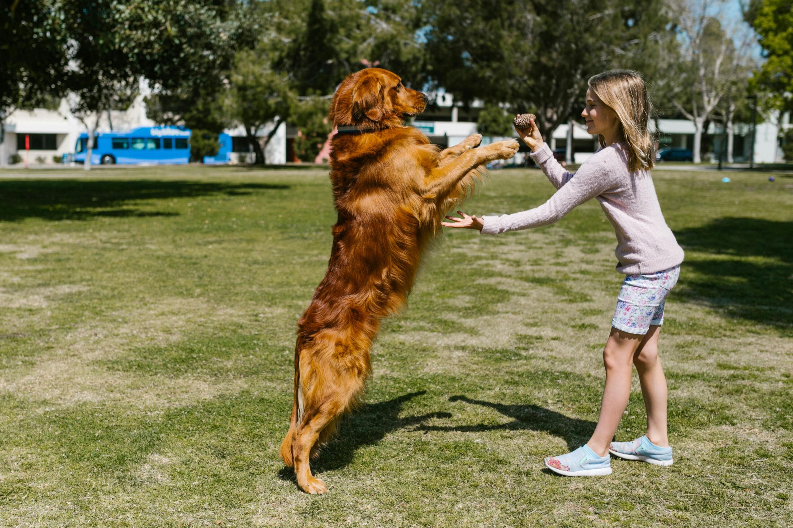 Young girl playing with a golden retriever outdoors. Fun and playful moment captured in a park setting.